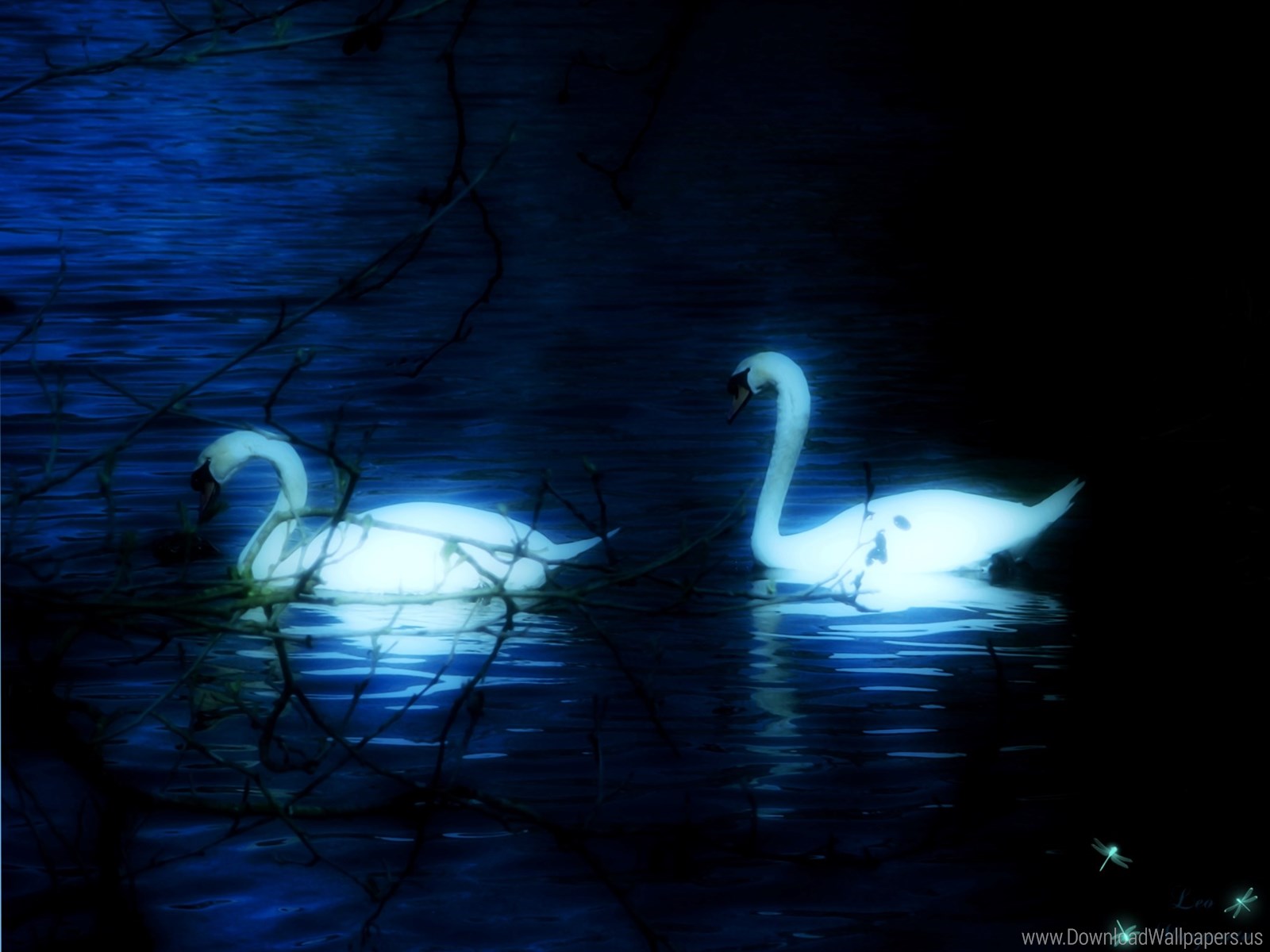 Swans In The Night , HD Wallpaper & Backgrounds