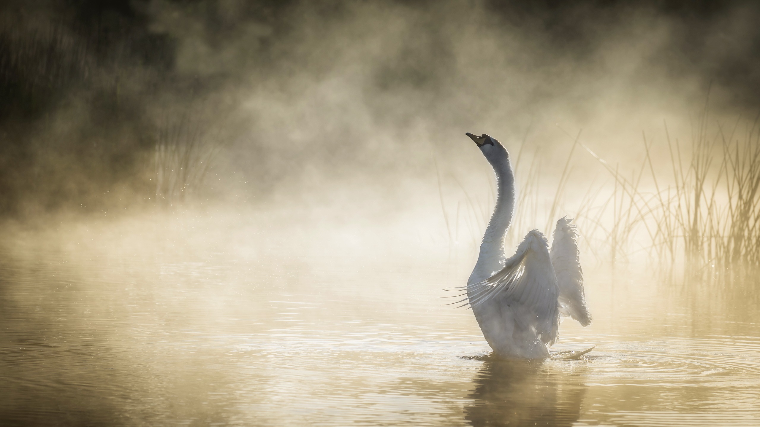 Download This Wallpaper - Swan In The Fog , HD Wallpaper & Backgrounds