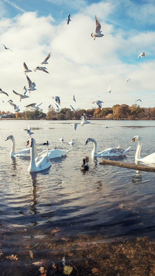 Swan Lake - Wallpaper , HD Wallpaper & Backgrounds