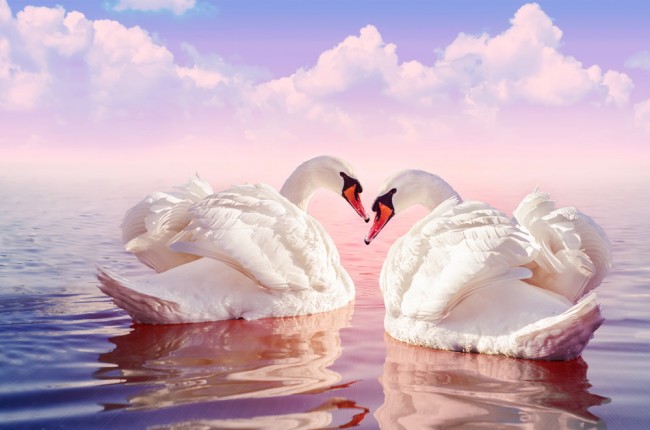 Beautiful Swan , HD Wallpaper & Backgrounds