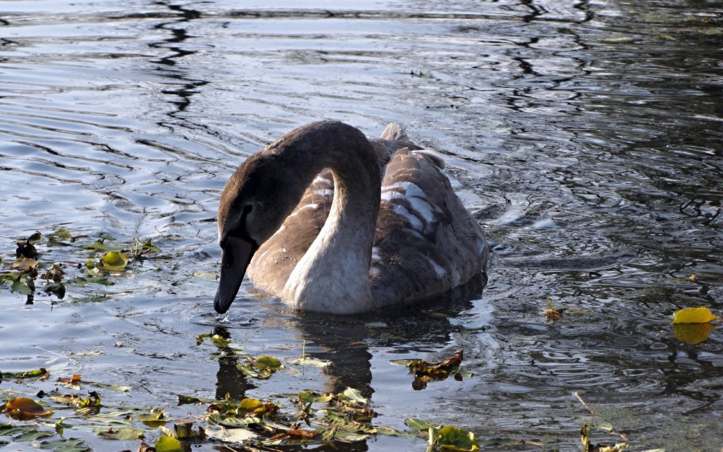 Swan Lake Pond Grass Dirt Bird - Swan , HD Wallpaper & Backgrounds