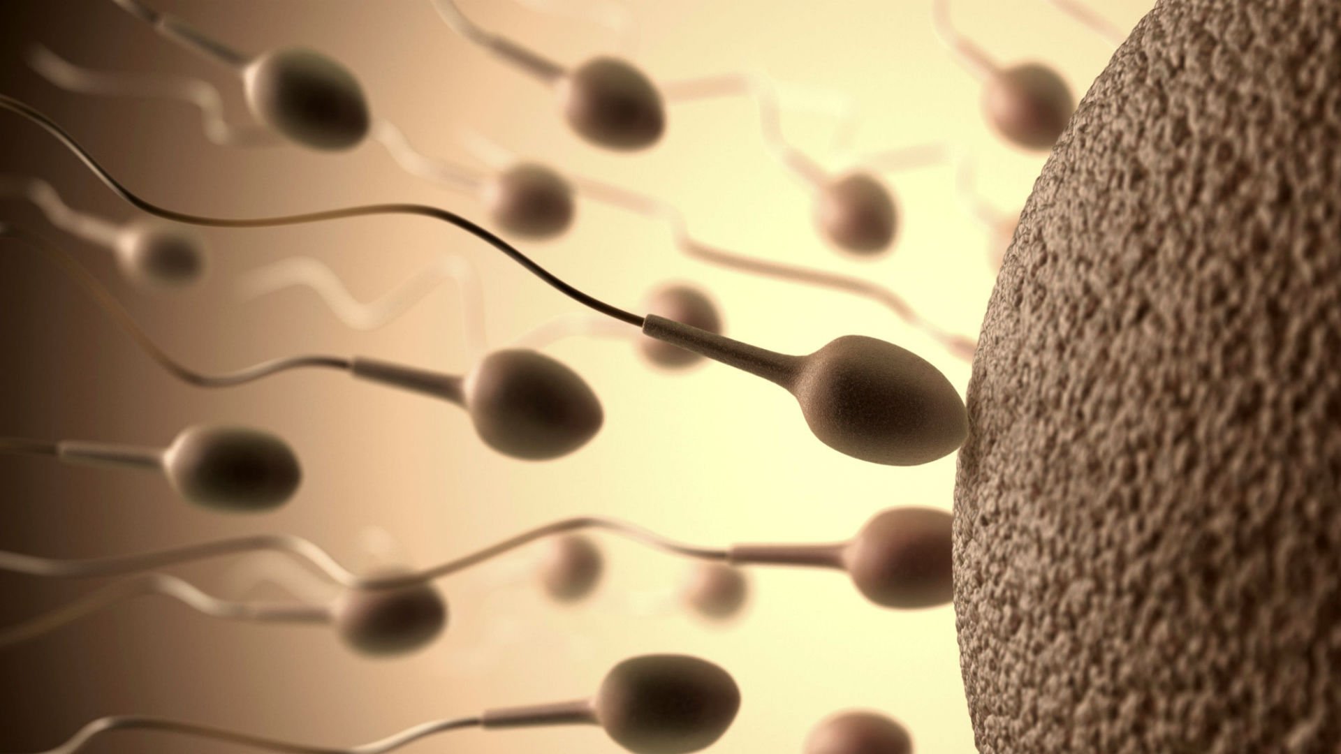 Medical Wallpaper Iphone - Sperm And Egg Background , HD Wallpaper & Backgrounds