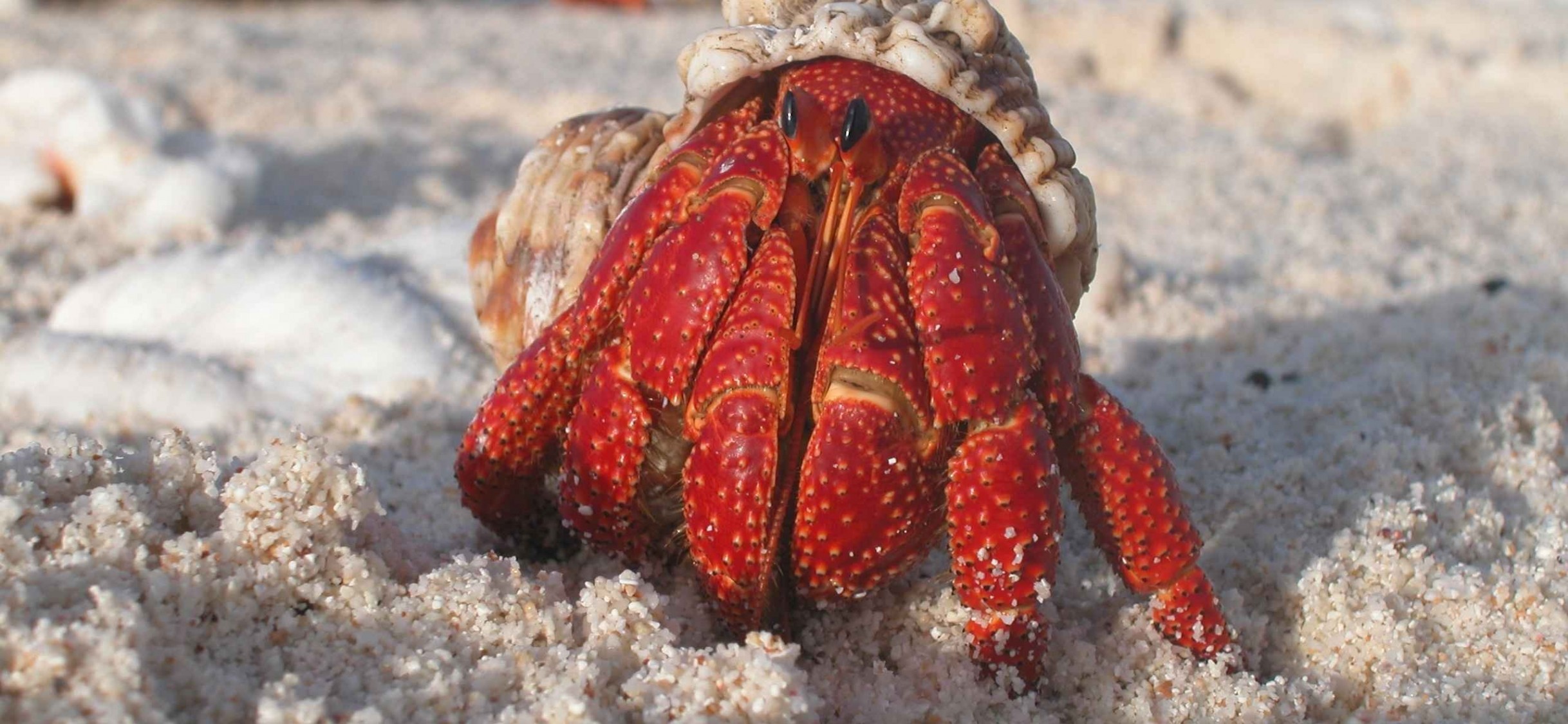 Right Click To Save Or Set As Desktop Background - Hermit Crab Animal , HD Wallpaper & Backgrounds