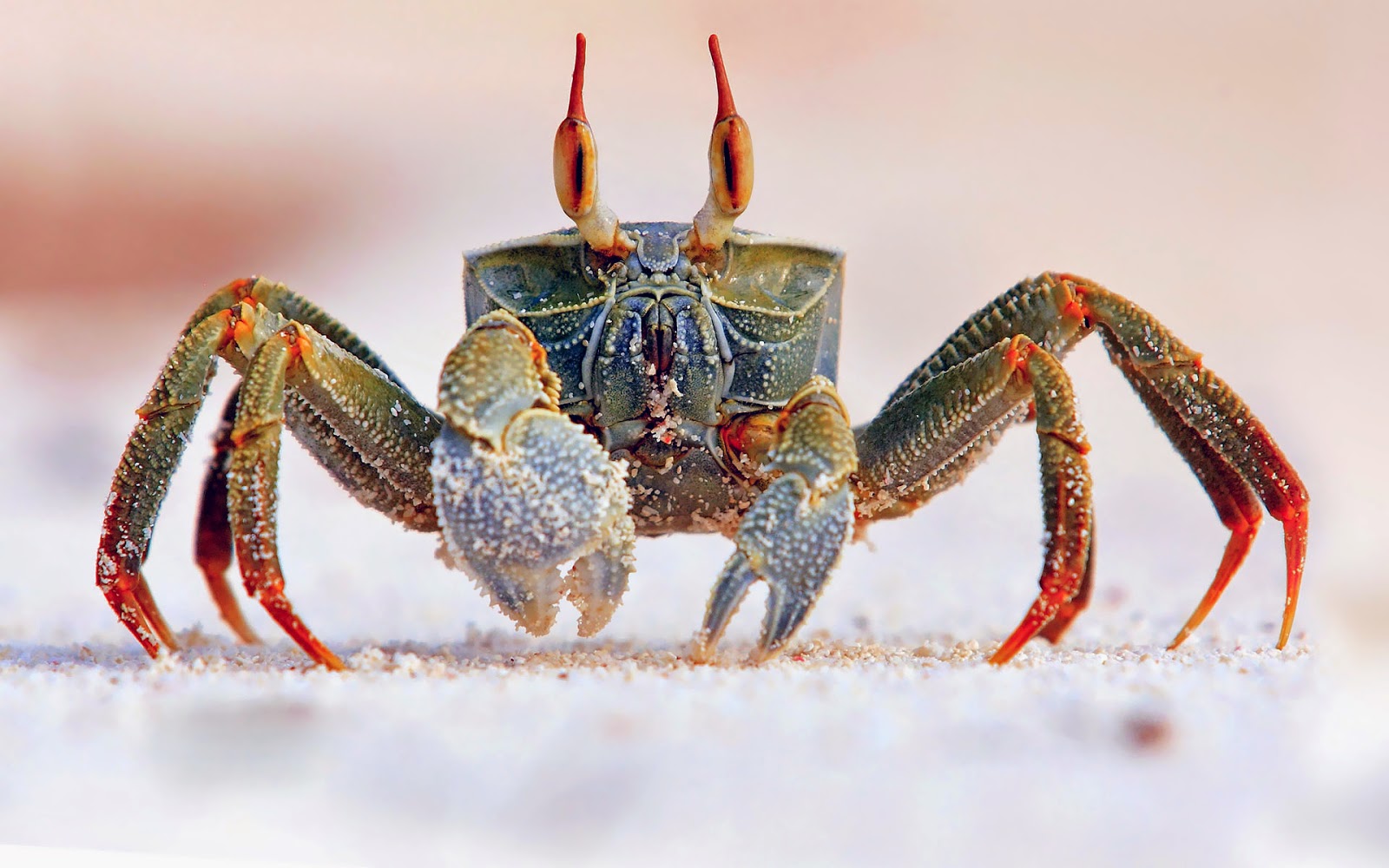 A Beautiful Crab Wallpaper For Windows, Mac Os Or Your - Interactive Science Grade 6 , HD Wallpaper & Backgrounds