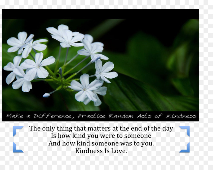 Kindness, Desktop Wallpaper, Medicine, Flower, Plant - Kindness , HD Wallpaper & Backgrounds