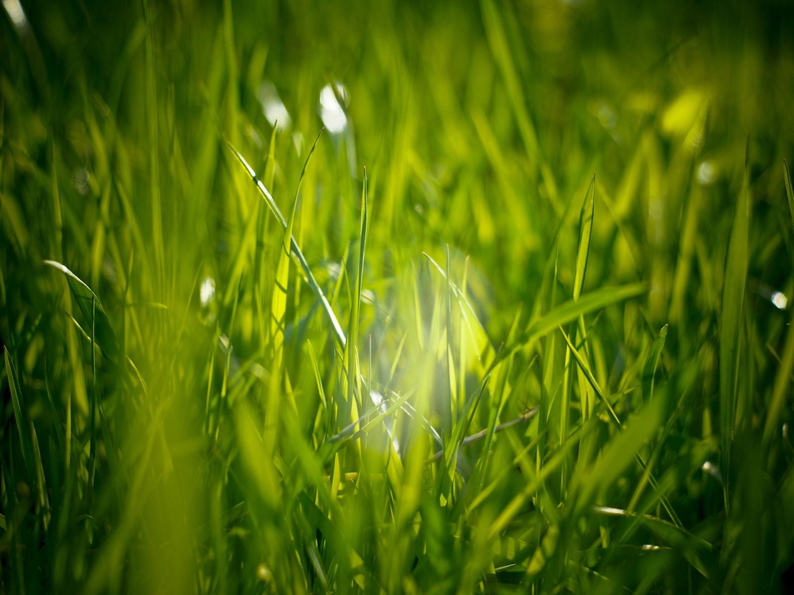 I Love Grass Wallpapers And Stock Photos Love Grass 2194613 Hd Wallpaper Backgrounds Download