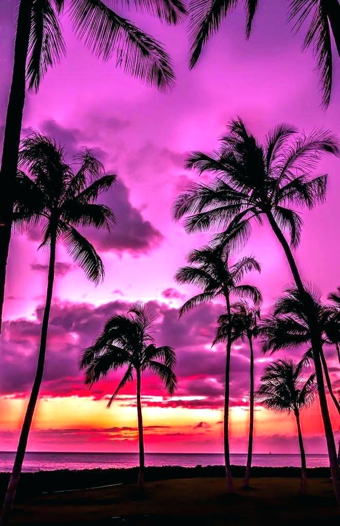 3d - Palm Tree Pink Sunset , HD Wallpaper & Backgrounds