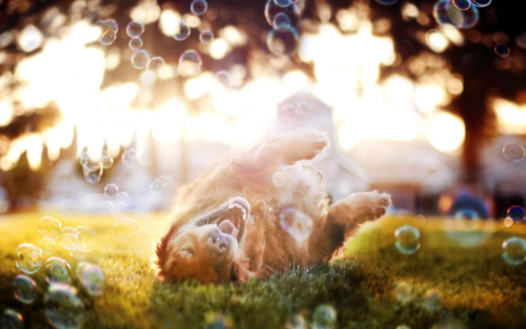 Dog Bubbles Playful Sunshine - Summer Dog Desktop Background , HD Wallpaper & Backgrounds