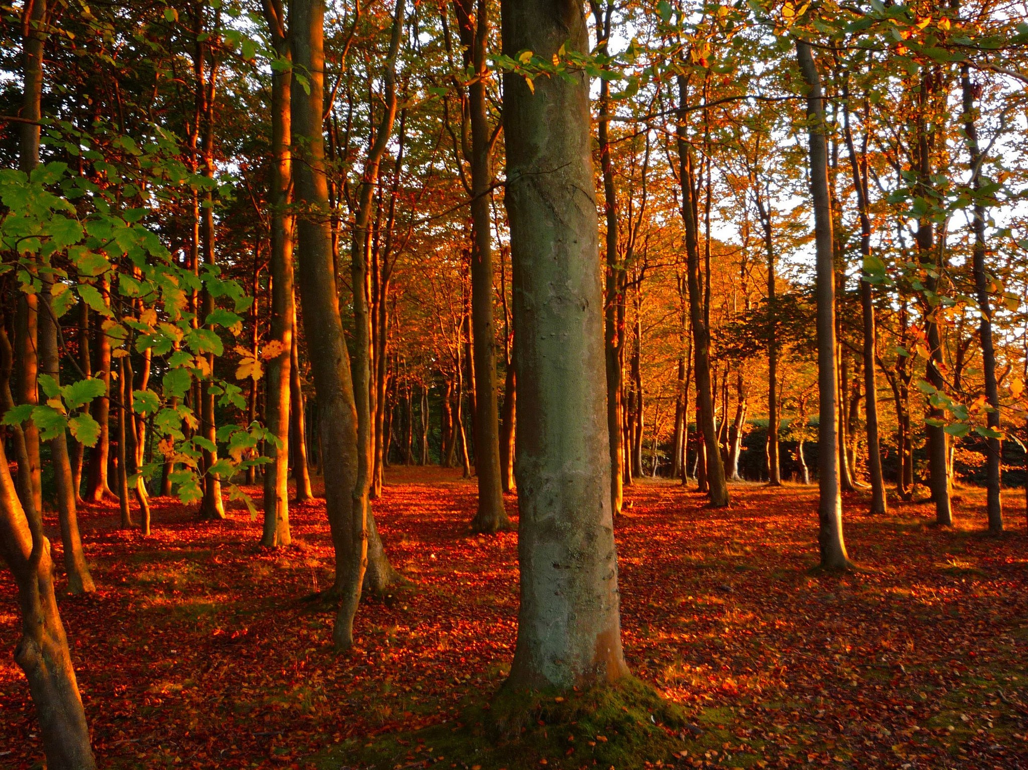 Trees Forest Fall Colors Autumn Sunshine Eaves New - Swedish Autumn , HD Wallpaper & Backgrounds