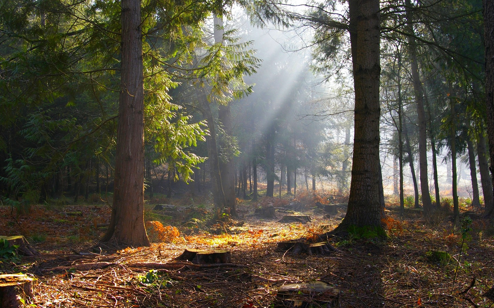 Lighted Light Bright Forest Sunshine Wallpapers In - Forest Of Dean Beautiful , HD Wallpaper & Backgrounds