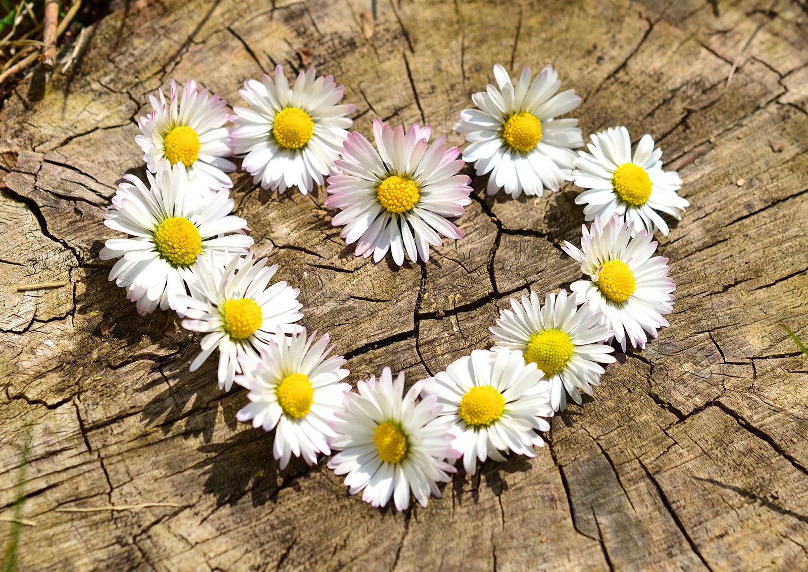 Daisy, Heart, Flowers, Flower, Heart, Wallpapers For - Daisy Flowers Pictures Hd , HD Wallpaper & Backgrounds
