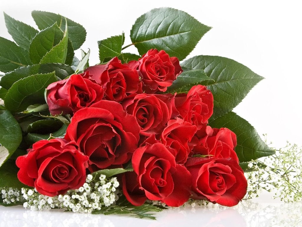 Beautiful Red Rose Flowers , HD Wallpaper & Backgrounds