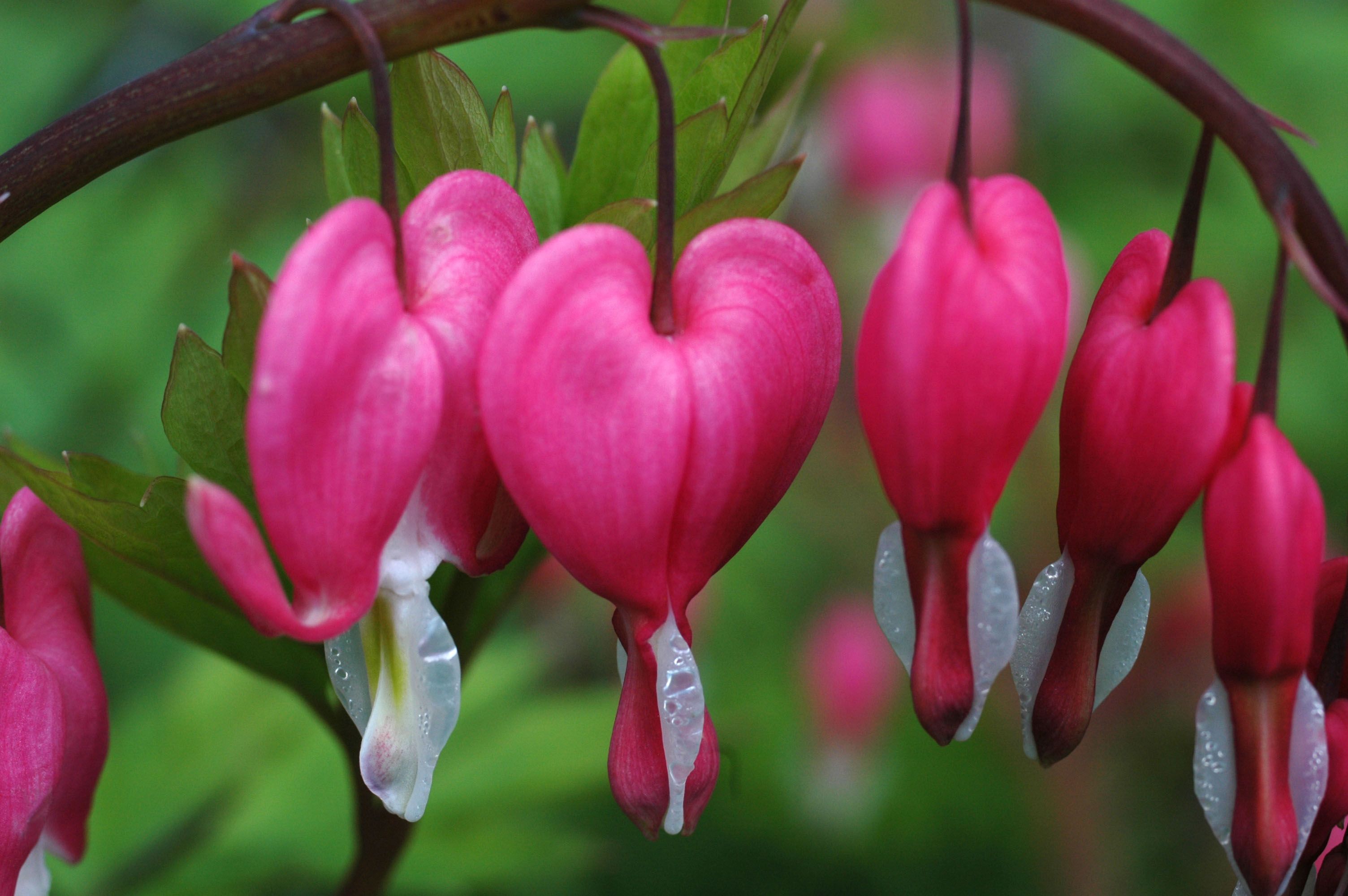 Bleeding Heart Flower Wallpaper - Most Beautiful Flower In The World 2017 , HD Wallpaper & Backgrounds