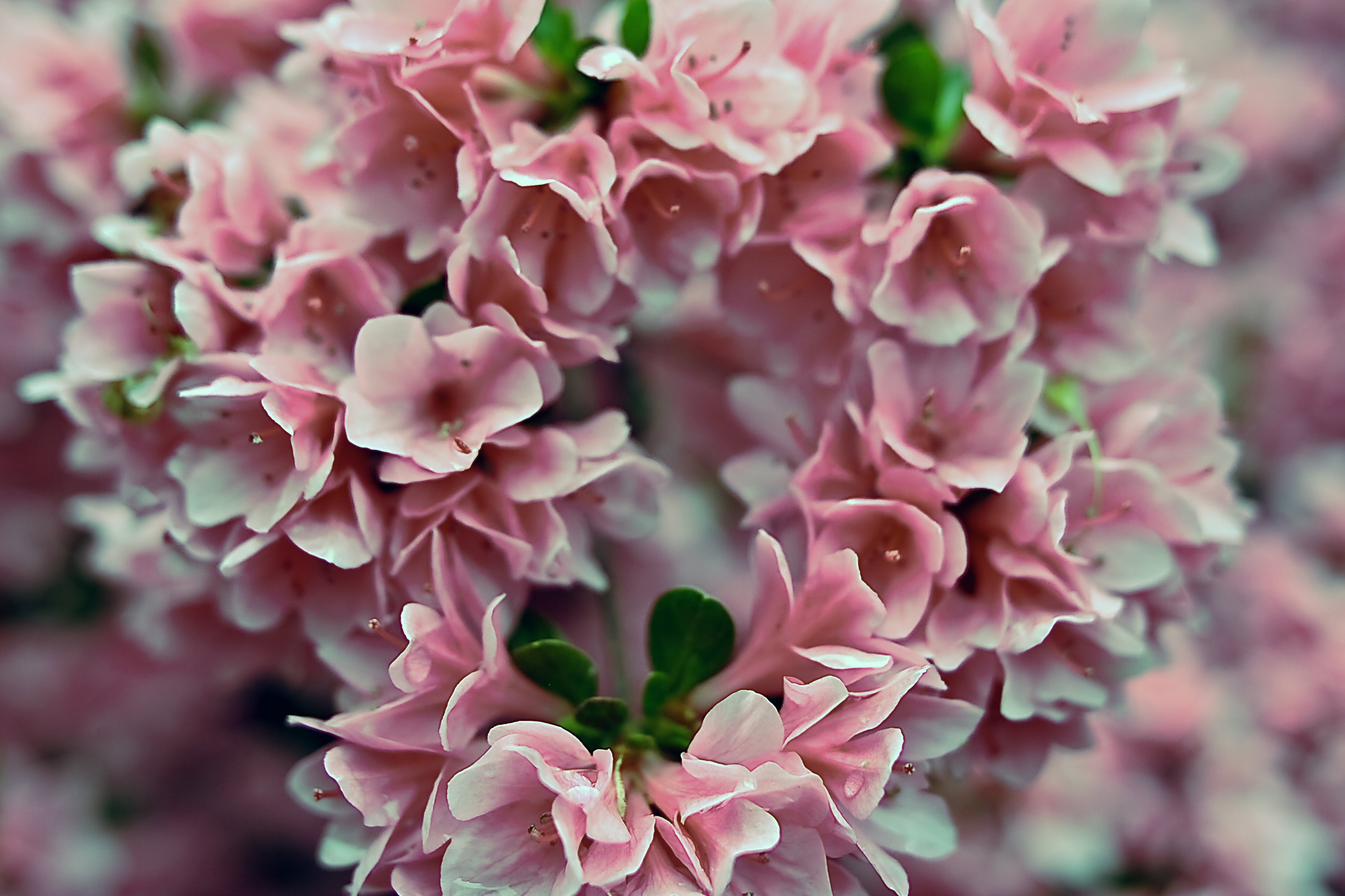 Azalea Pink Heart Valentine Flowers - Azalea Flower , HD Wallpaper & Backgrounds