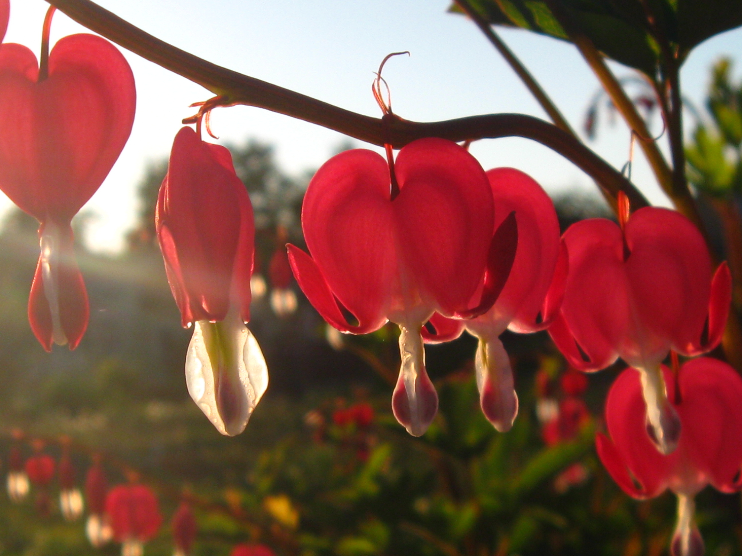 Heart Flowers Hd Wallpaper - Bleeding Heart Flower Red , HD Wallpaper & Backgrounds