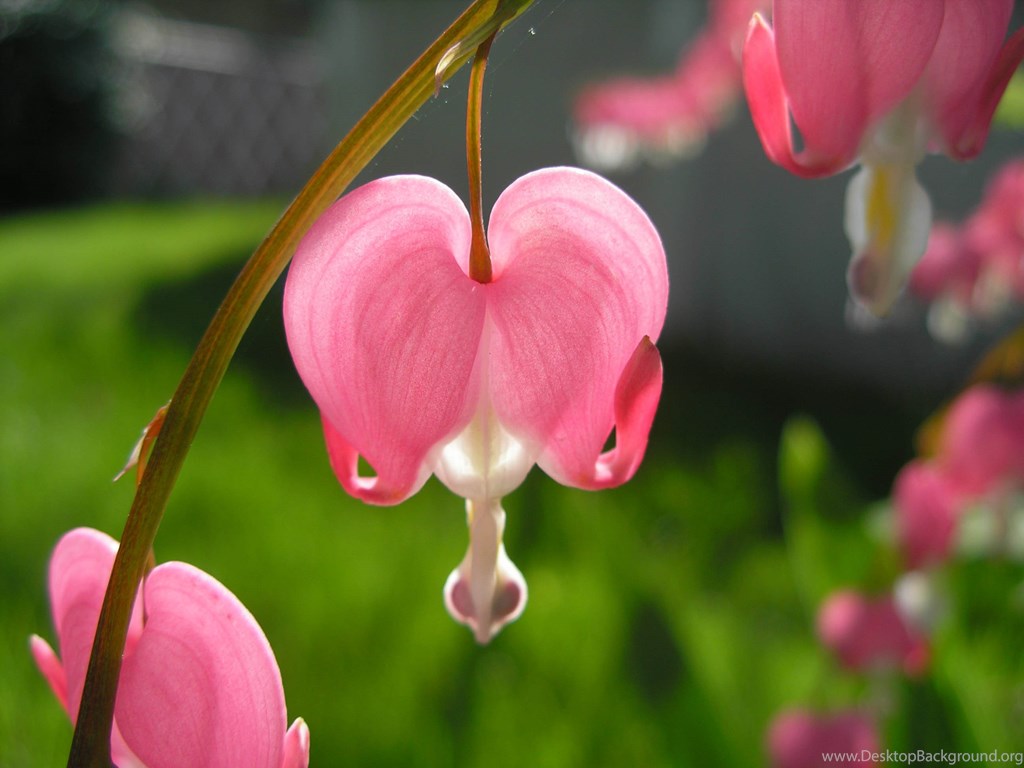 Bleeding Heart Flower , HD Wallpaper & Backgrounds