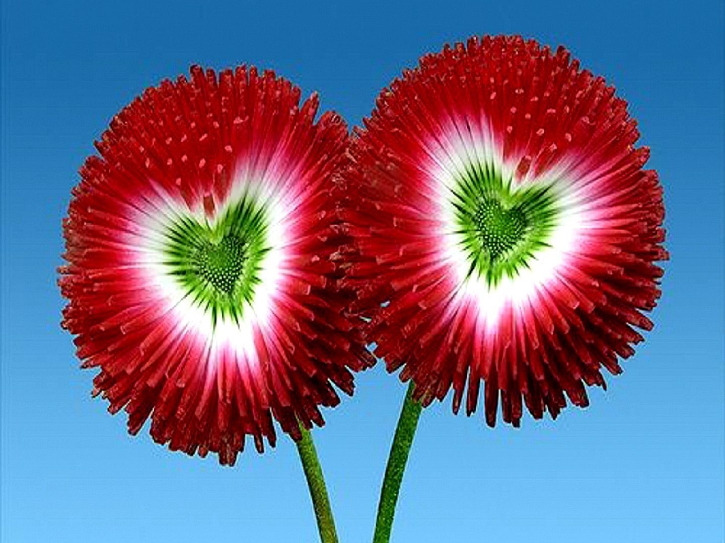 Download Flowers Green Heart Beautiful Flower Wallpapers