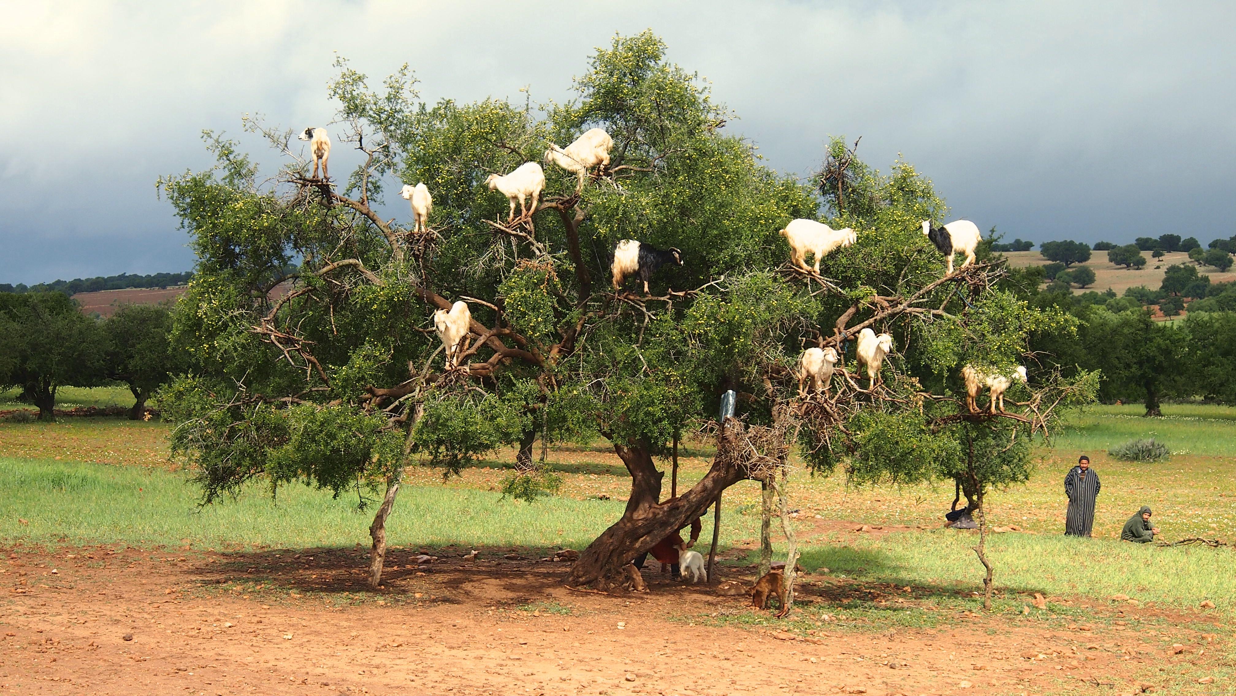 Download Original - Goats In Trees Hd , HD Wallpaper & Backgrounds