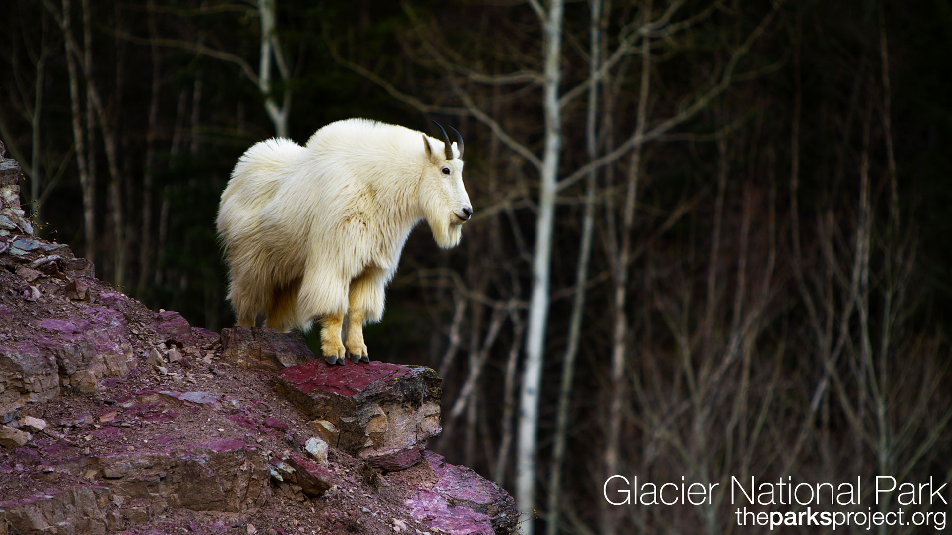 Mountain Goat Image Galleries , HD Wallpaper & Backgrounds
