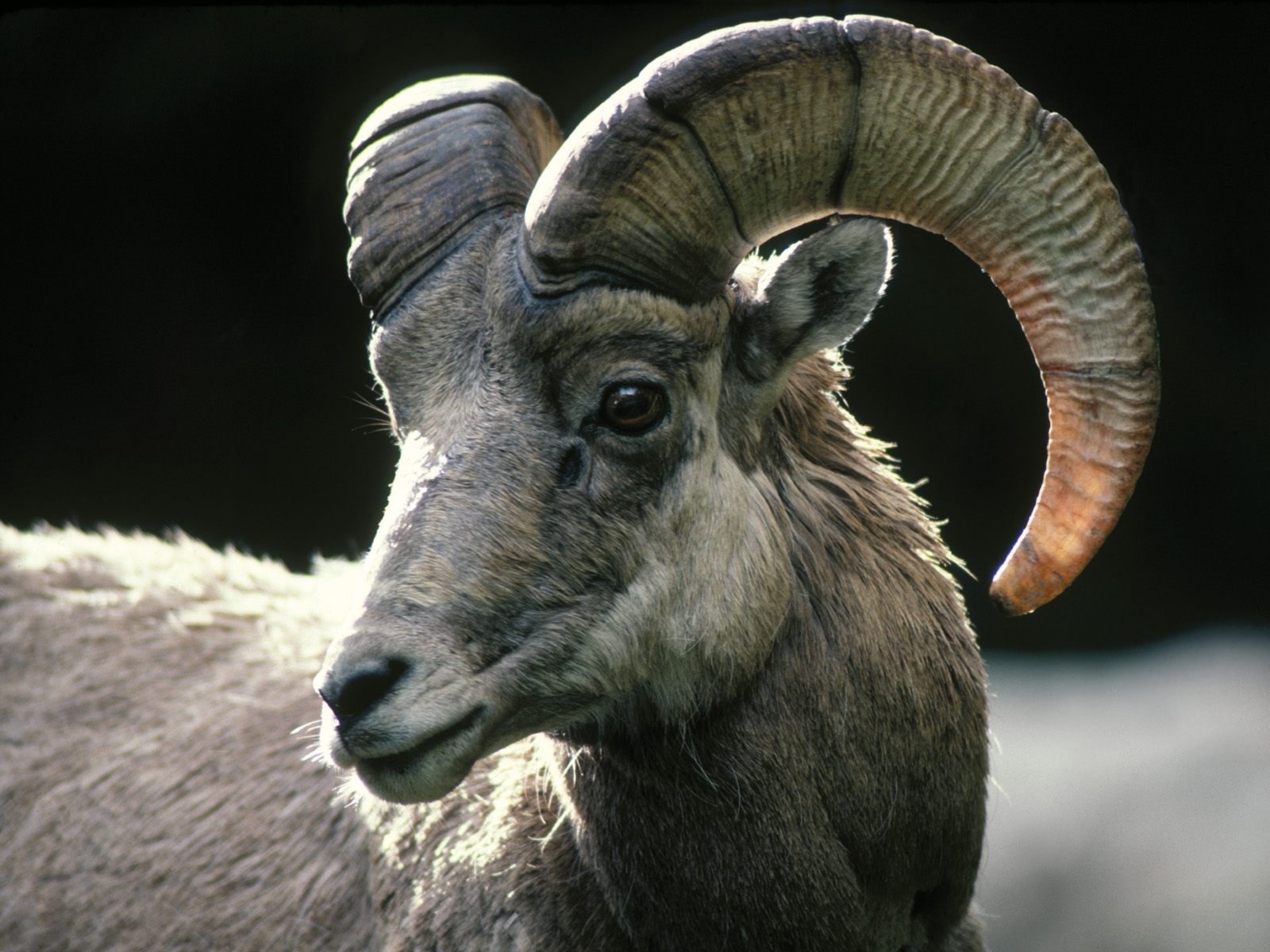 The Best Colorado Mountain Goat Wallpaper - Sad Ram Animal , HD Wallpaper & Backgrounds