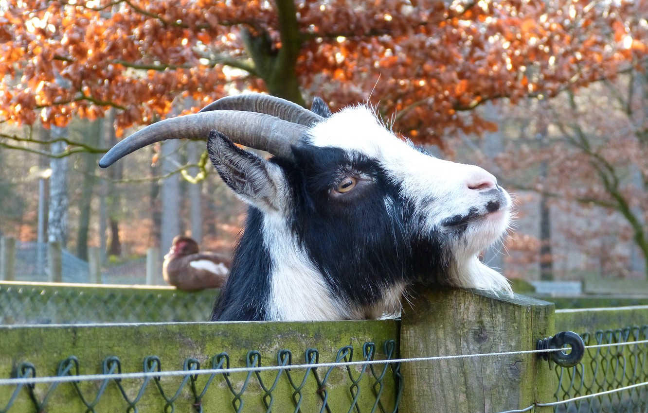 Photo Wallpaper Mesh, The Fence, Goat - Goat , HD Wallpaper & Backgrounds