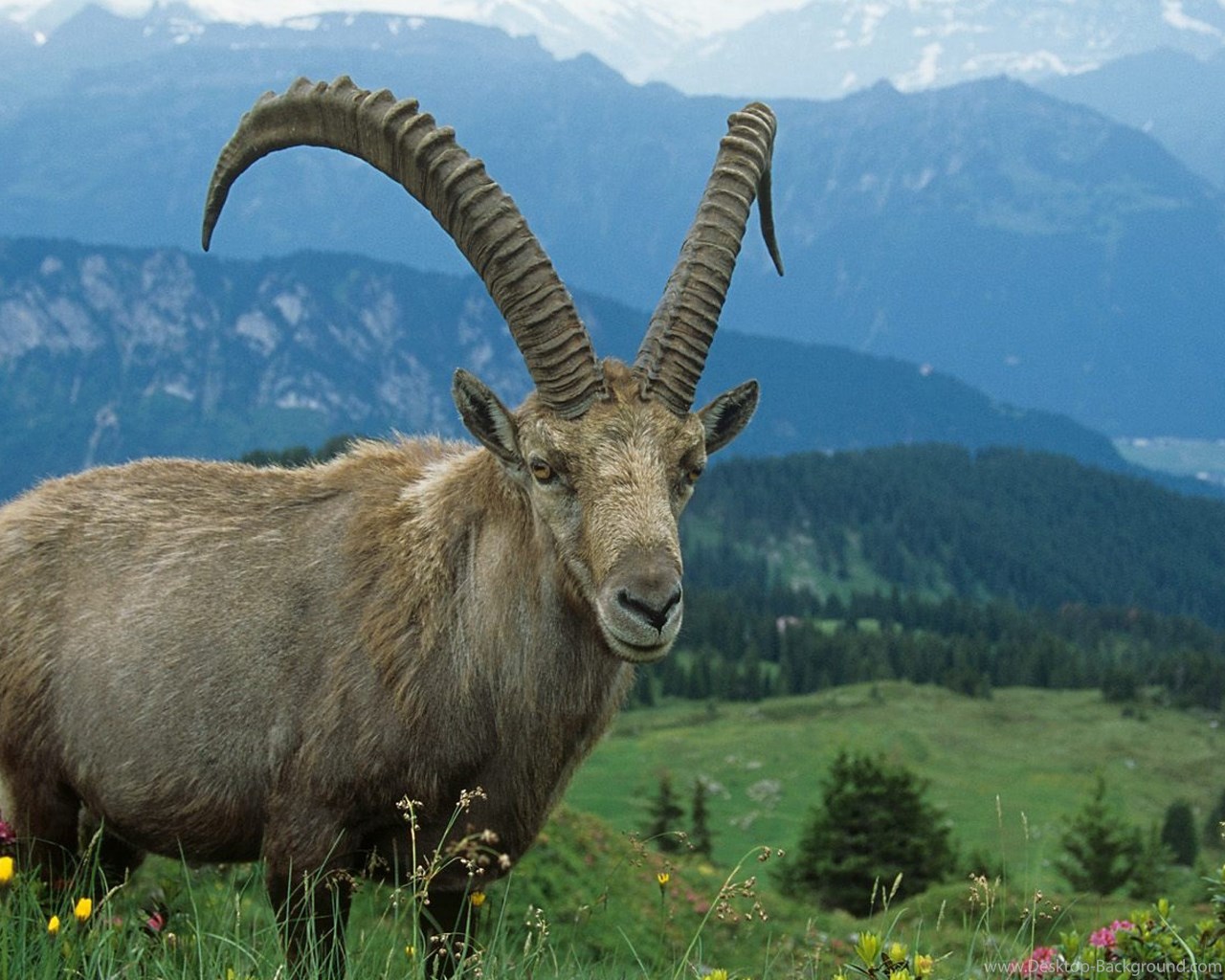 Widescreen - Mountain Goat , HD Wallpaper & Backgrounds