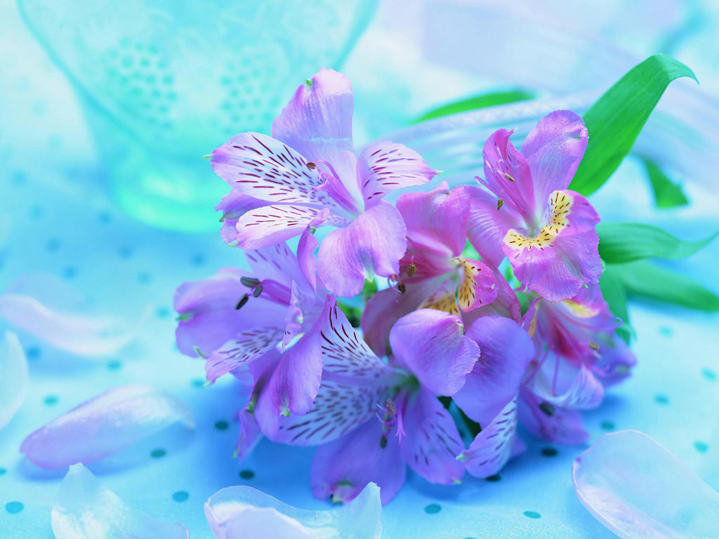 Beautiful Fresh Flowers - Light Purple Flowers , HD Wallpaper & Backgrounds