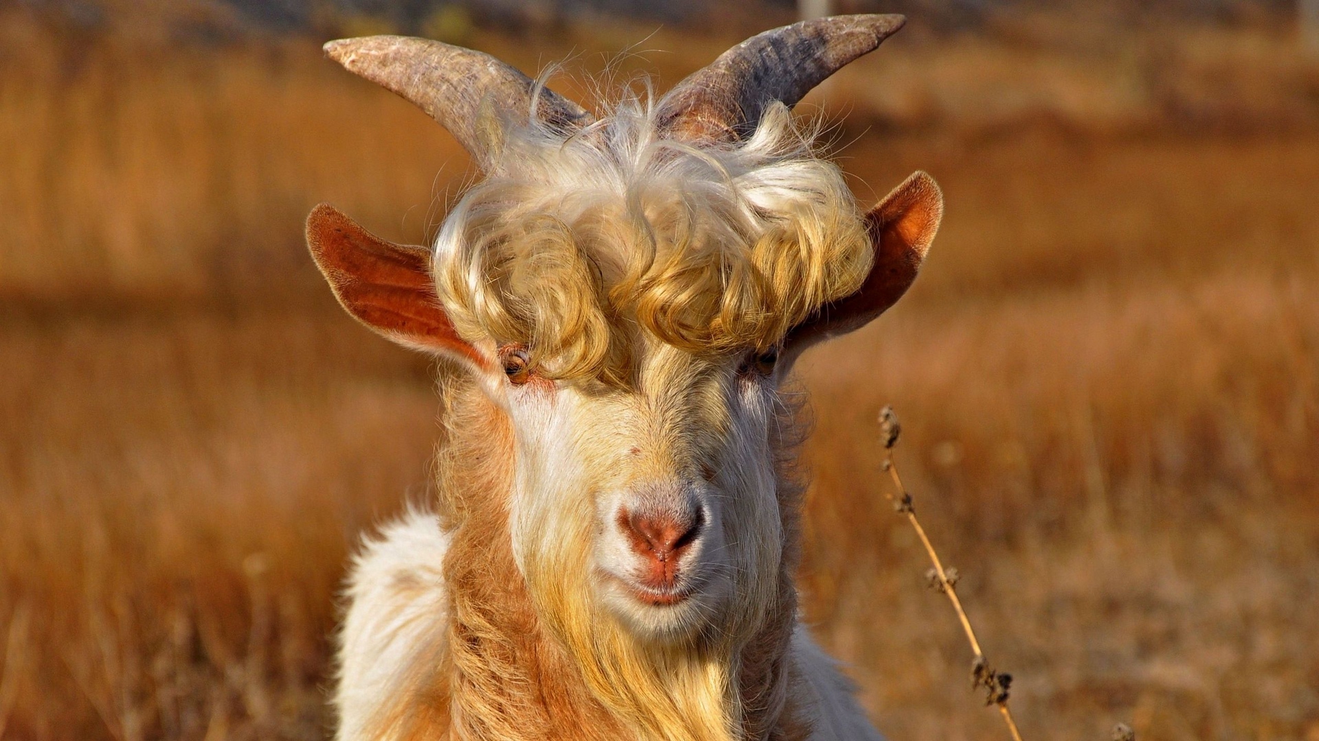 Wallpaper Goat, Horns, Hair, Fur - Goat Full Hd , HD Wallpaper & Backgrounds