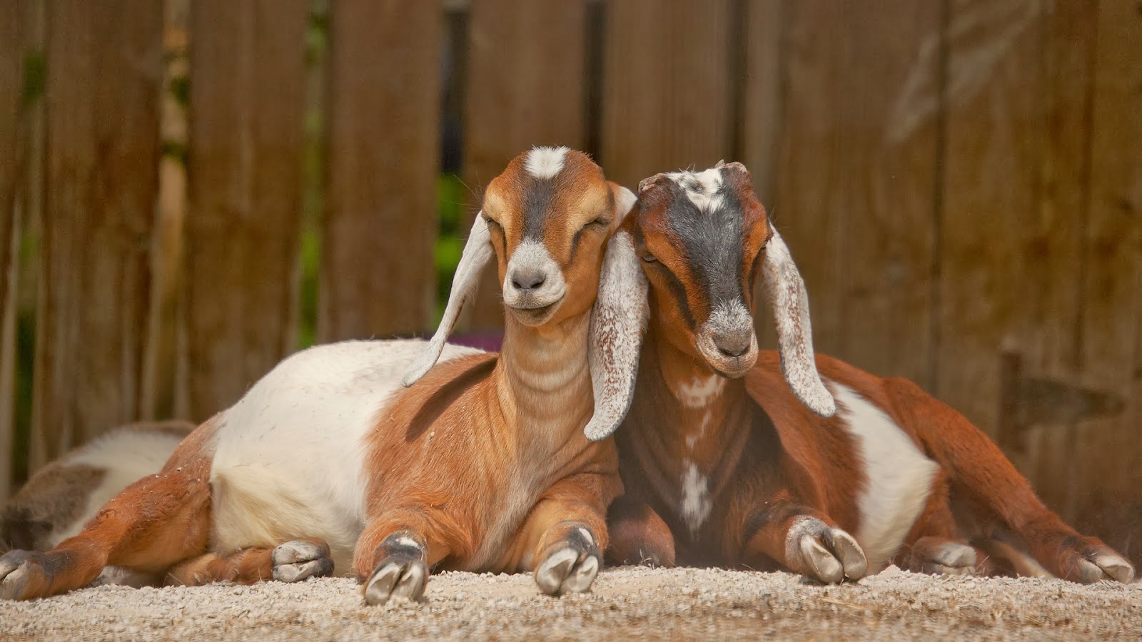 Beautiful Animal Goat Wallpapers Hd Desktop Wallpapers - Goat Hd , HD Wallpaper & Backgrounds