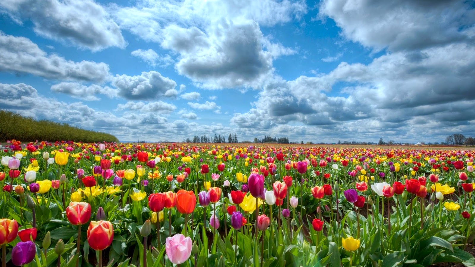 New Beautiful Flower Images, View - Flower Fields High Resolution , HD Wallpaper & Backgrounds