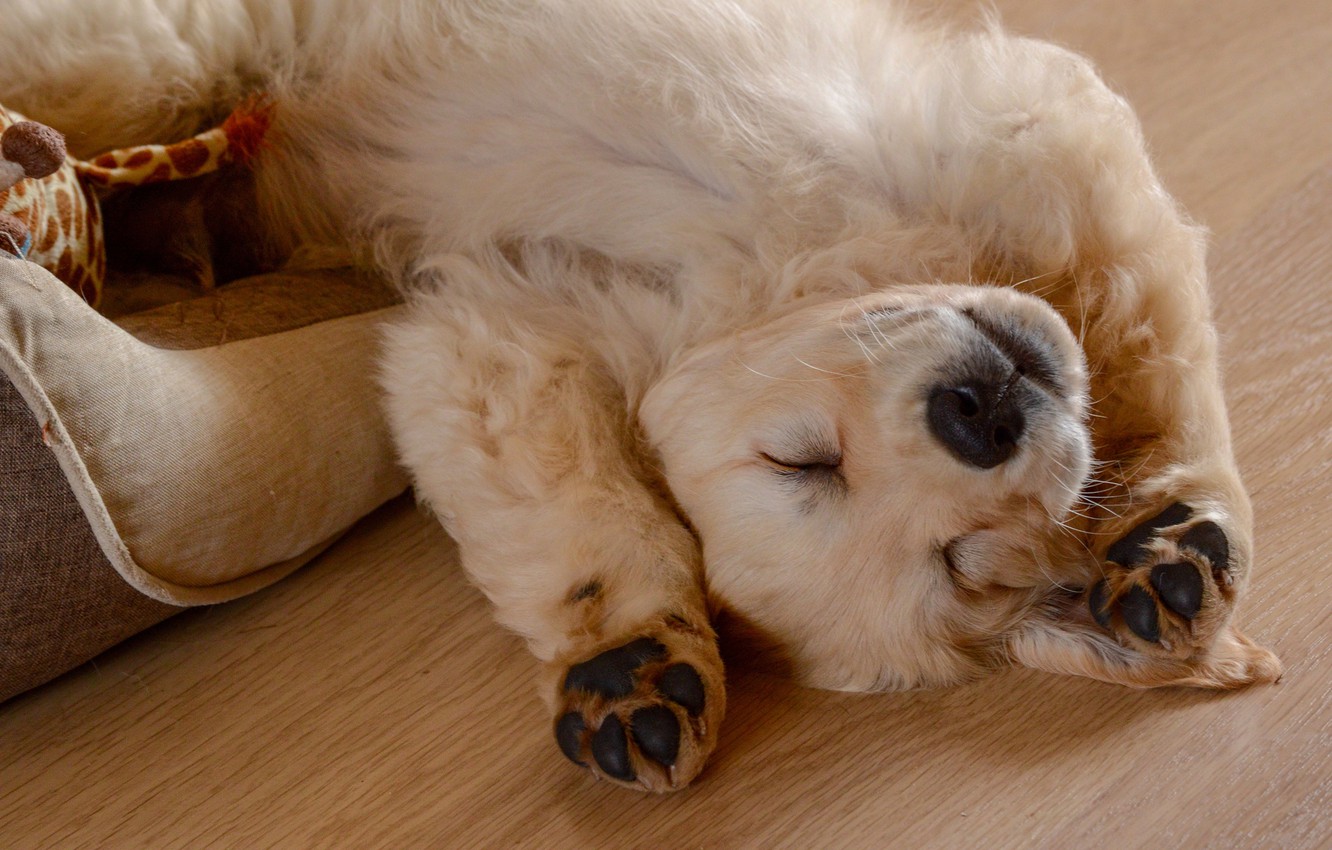 Photo Wallpaper Sleep, Dog, Paws, Puppy, Face, Doggie, - Companion Dog , HD Wallpaper & Backgrounds