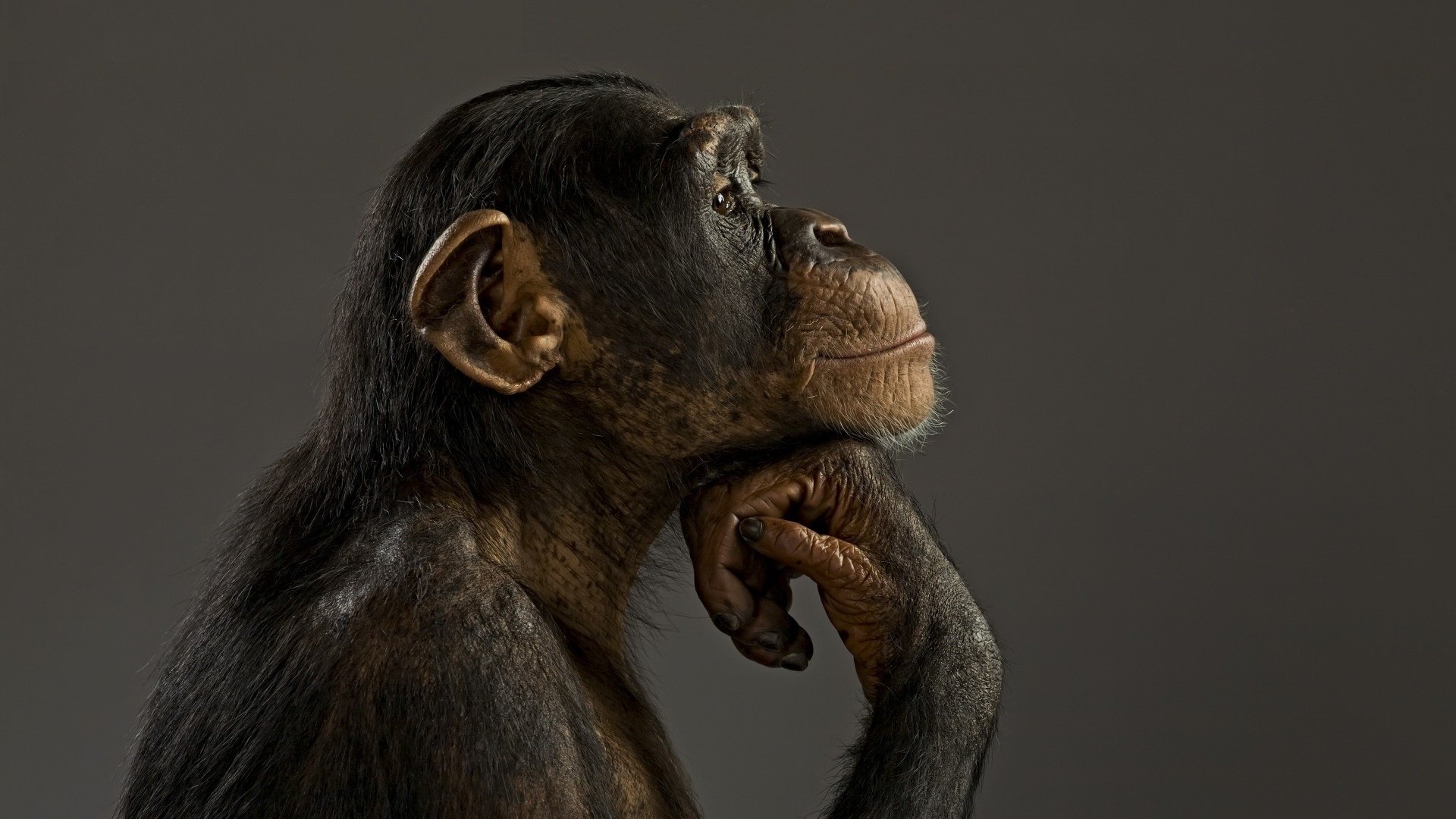 Thinking Cute Monkey , HD Wallpaper & Backgrounds