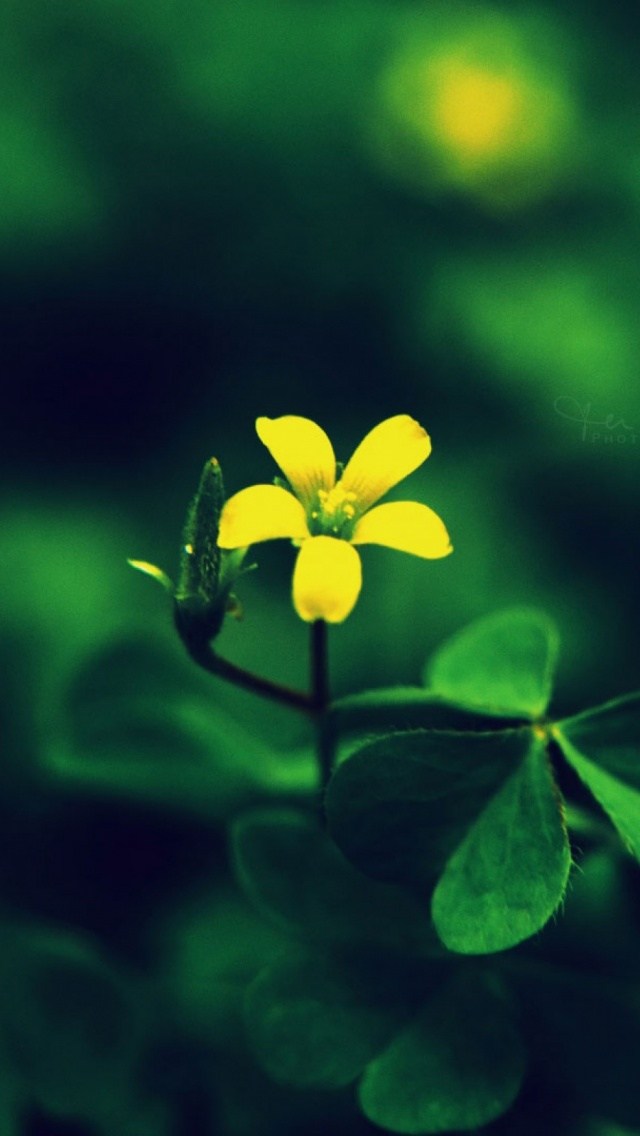 Yellow Flower Mobile Wallpaper Mobiles Wall - Yellow Flowers Images Hd , HD Wallpaper & Backgrounds