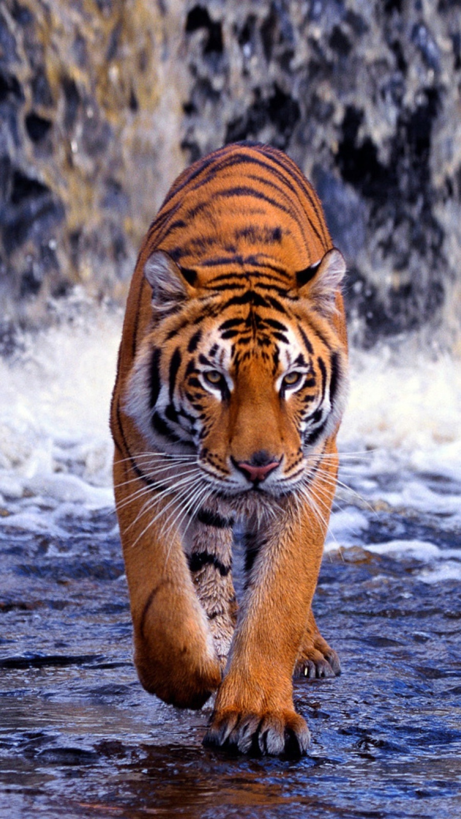 Tiger Wallpaper For Android , HD Wallpaper & Backgrounds