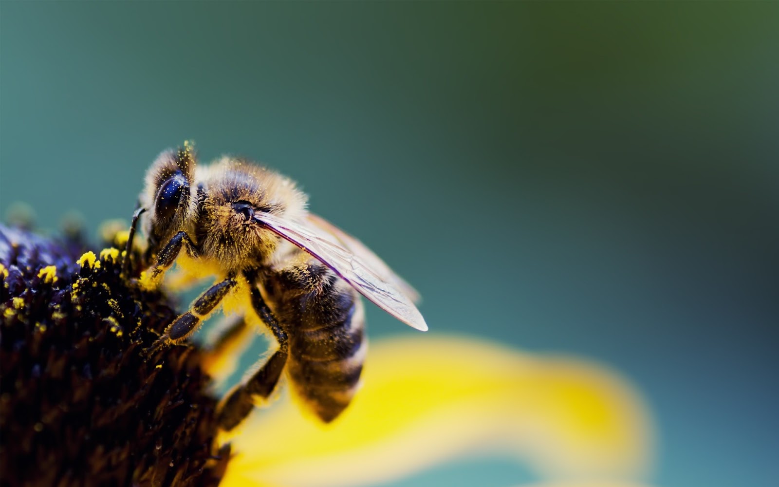 Bee Wallpapers Hd Pictures Bee Hd 222213 Hd Wallpaper Bee Wallpapers Hd Pictures Bee Hd 222213 Hd Wallpaper