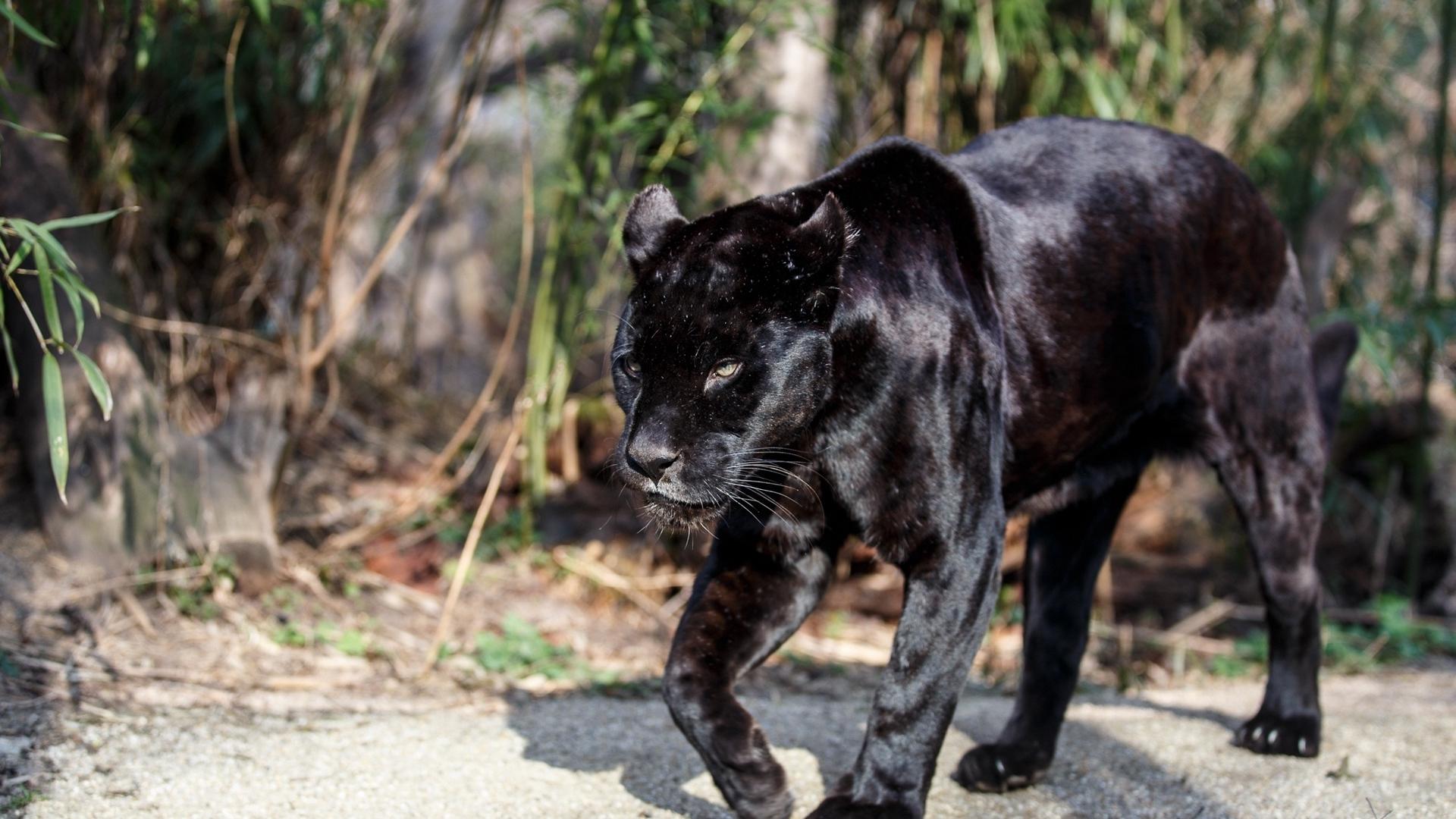 Hd Images Of The Wild Animals, Wallpapers And Backgrounds - Black Panther Images Hd , HD Wallpaper & Backgrounds