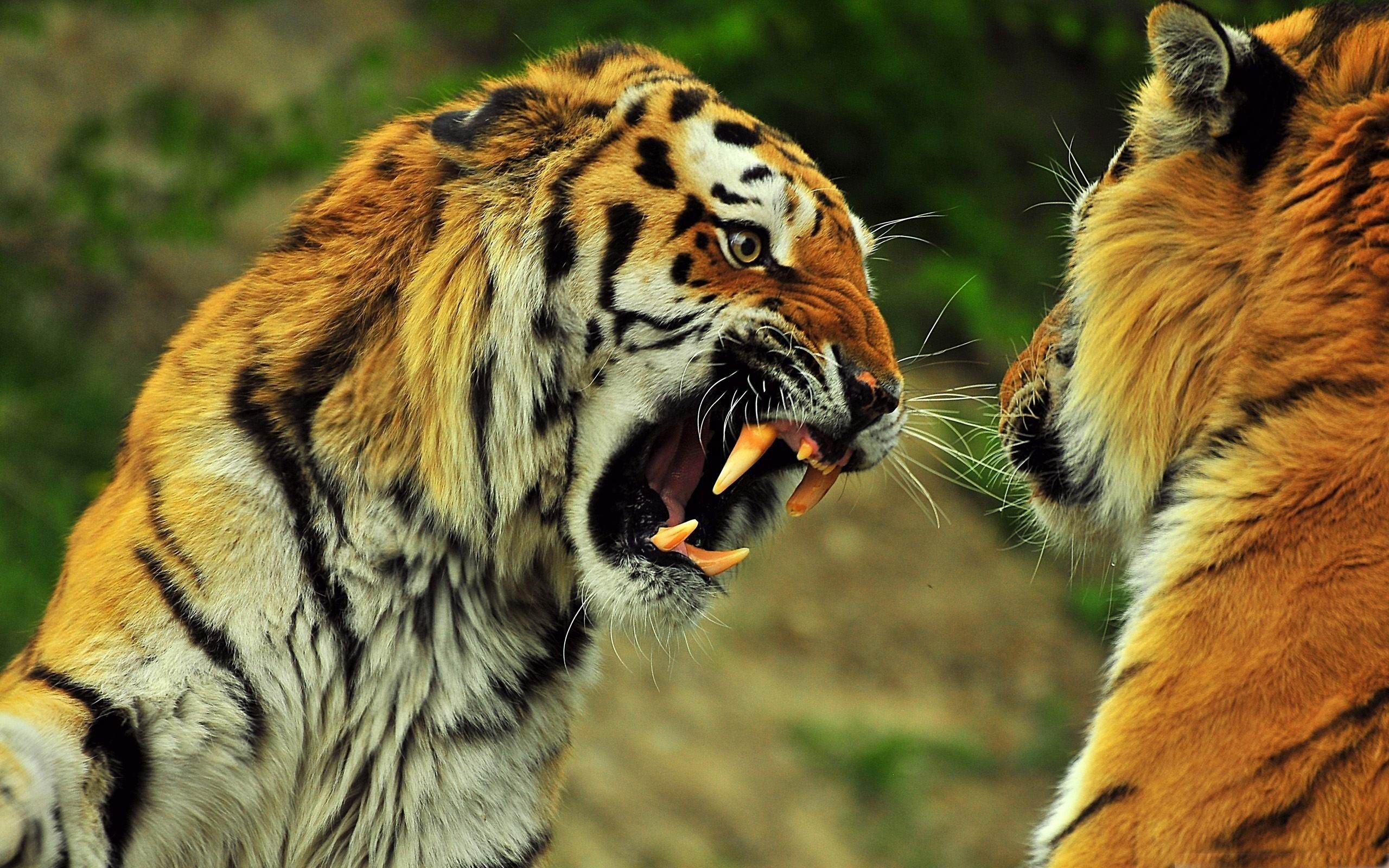 Wild Animals Wallpaper Tiger Wallpaper - High Quality Images Of Animals , HD Wallpaper & Backgrounds