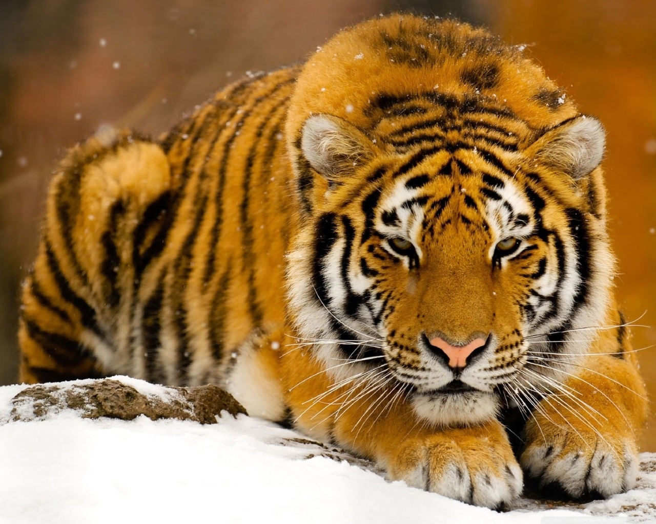 Beautiful Siberian Tiger Wild Animal Wallpaper - Photogenic Tiger , HD Wallpaper & Backgrounds