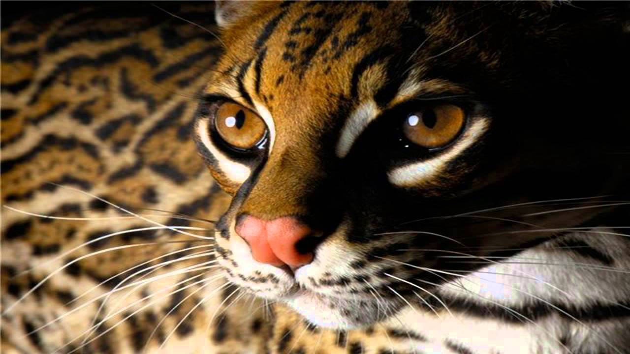 Youtube Premium - Beautiful Wild Animals , HD Wallpaper & Backgrounds