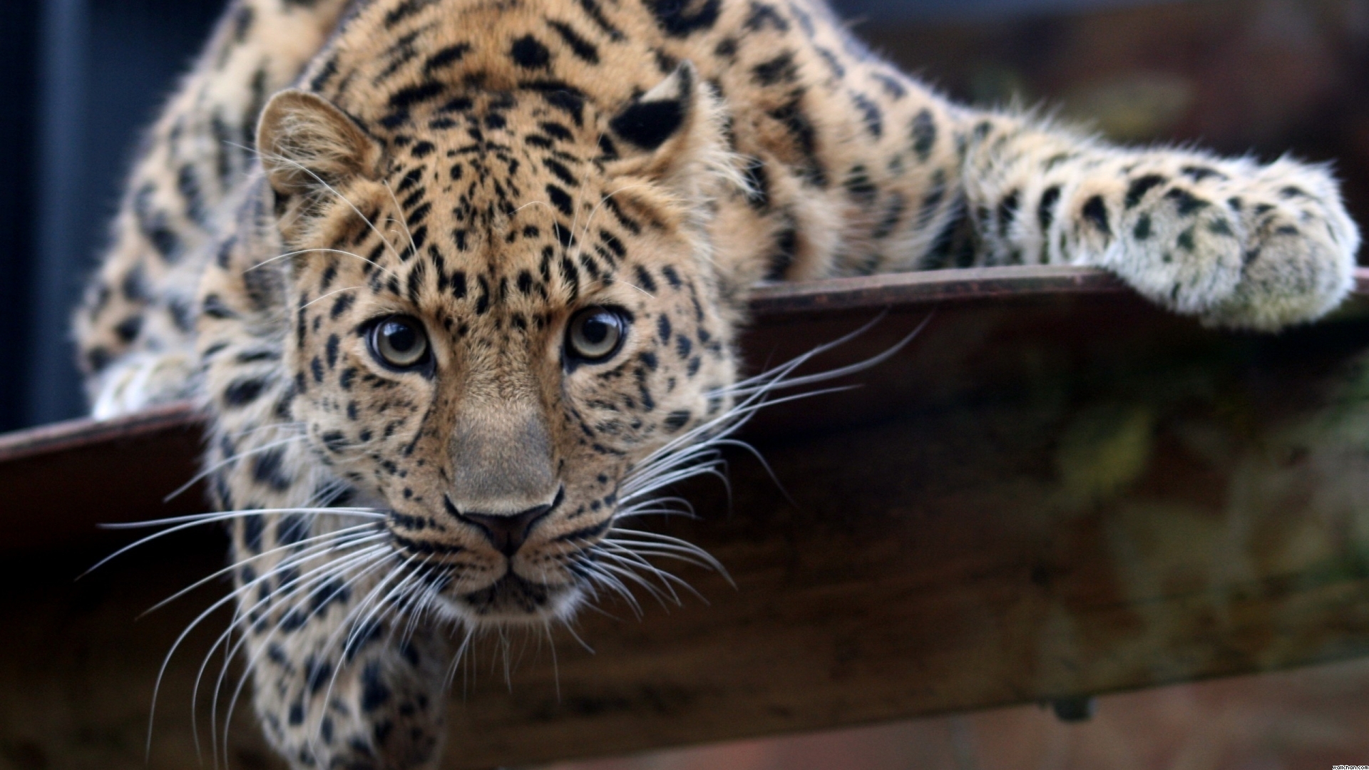 Download Wallpaper A Beautiful Big Jaguar - Imagem Full Hd 1080p Animais , HD Wallpaper & Backgrounds