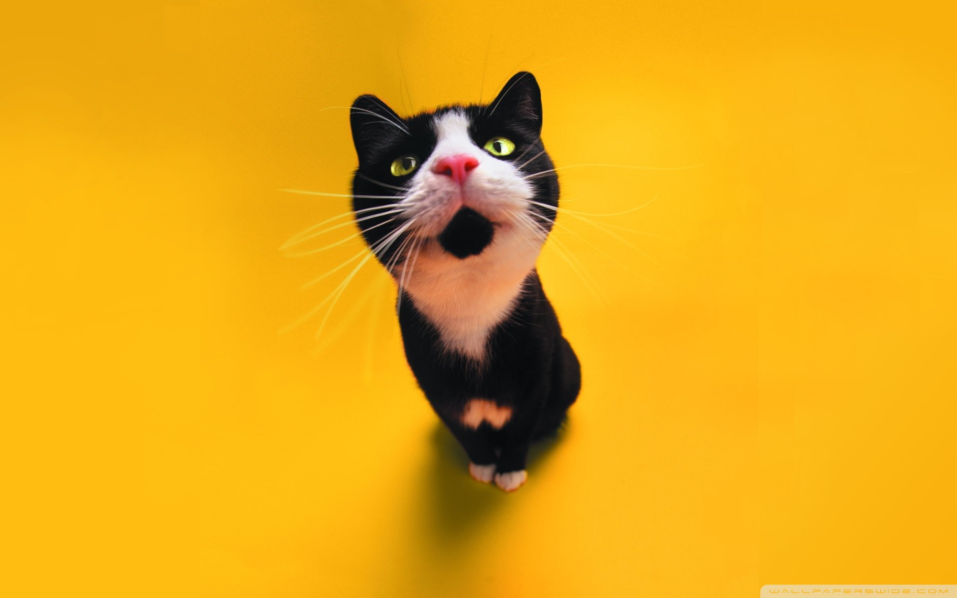 Related Wallpapers - Yellow Cat , HD Wallpaper & Backgrounds