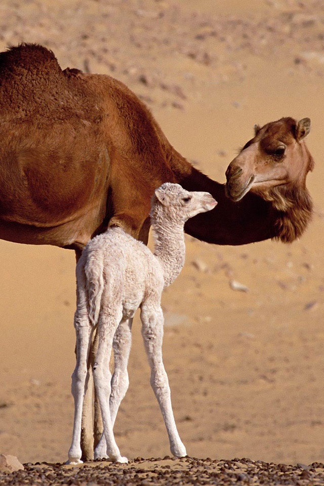 Iphone Wallpapaer Hd - Mom And Baby Camel , HD Wallpaper & Backgrounds