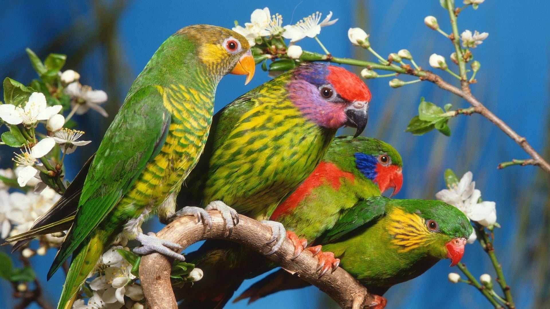 Wild Animals Wallpaper - Colorful Parrots , HD Wallpaper & Backgrounds