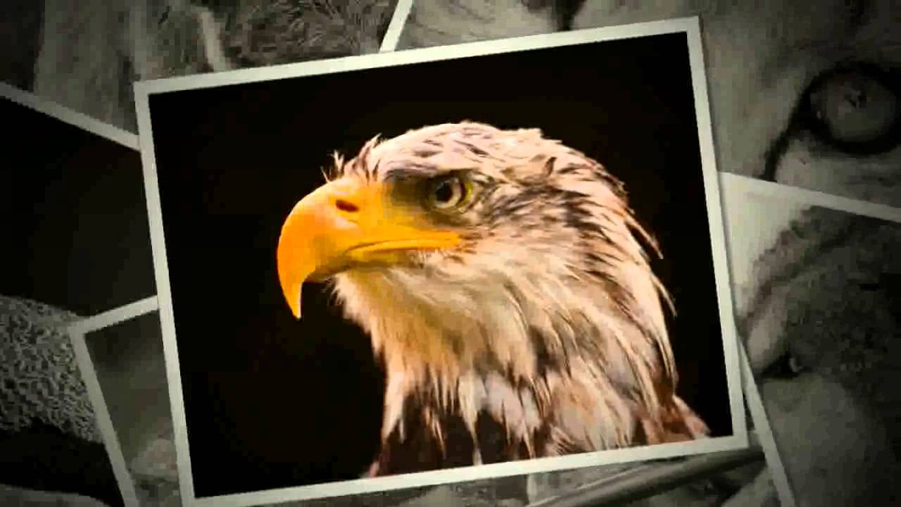 Bald Eagle , HD Wallpaper & Backgrounds