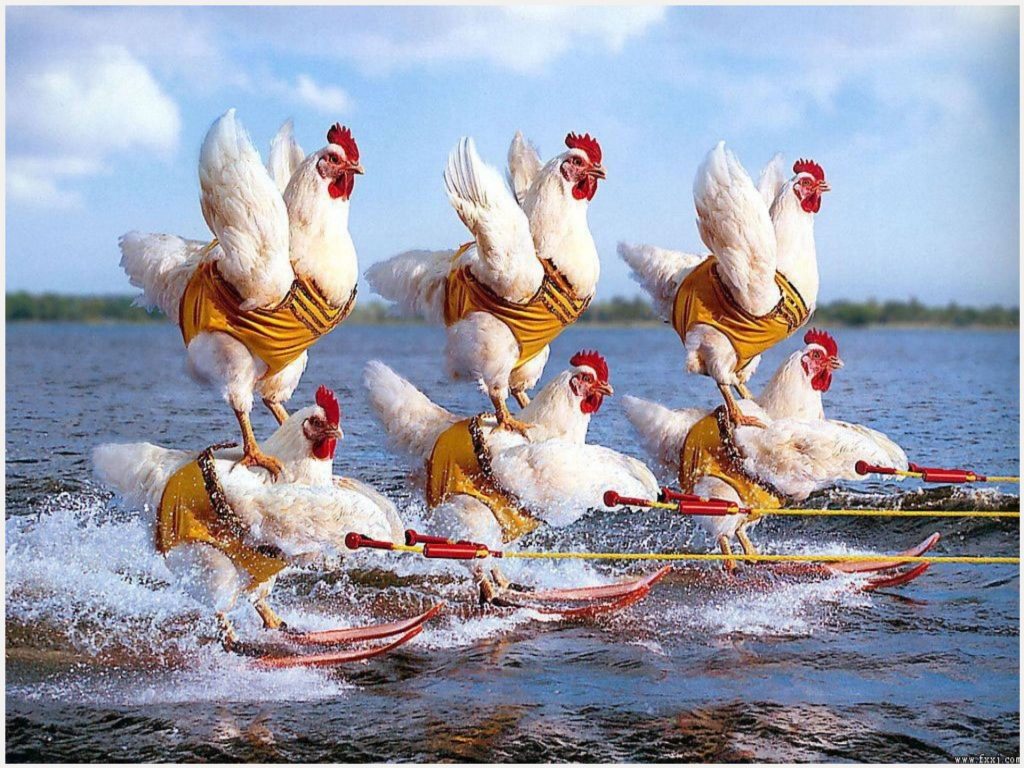 Funny Chickens Hd Funny Chickens Hd 1080p Funny - Chickens Water Skiing , HD Wallpaper & Backgrounds