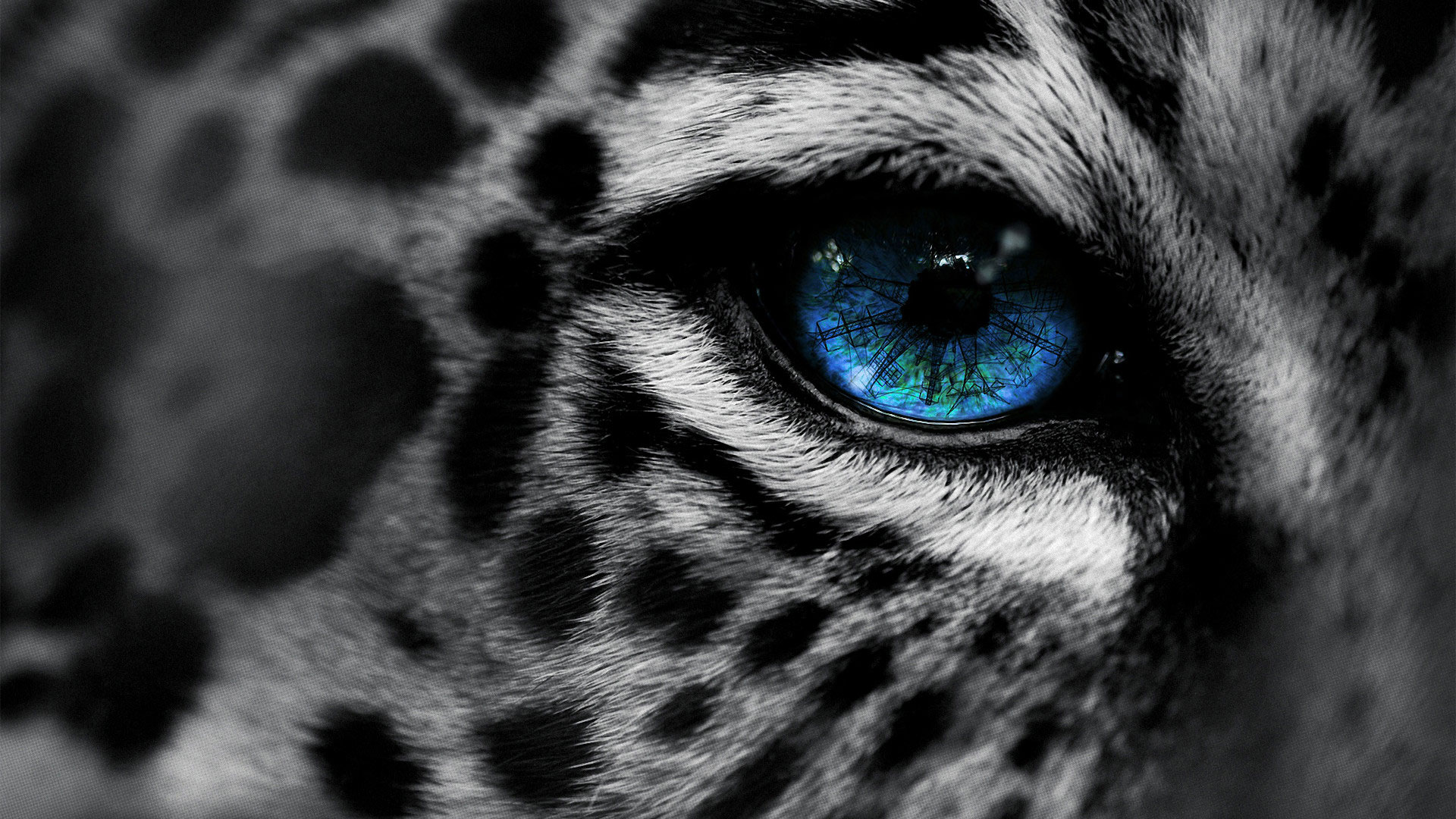 Beautiful Wild Animals Wallpapers - Blue Eyed Snow Leopard , HD Wallpaper & Backgrounds