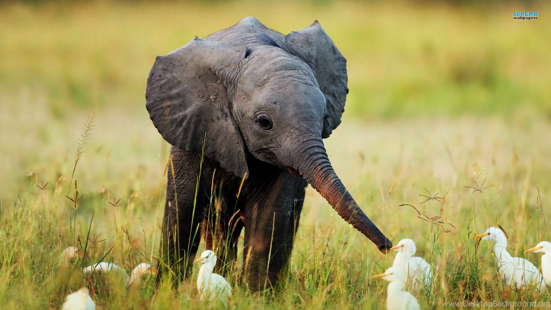 High Resolution Cute Baby Wild Animal Wallpapers Hd - Baby Elephant , HD Wallpaper & Backgrounds