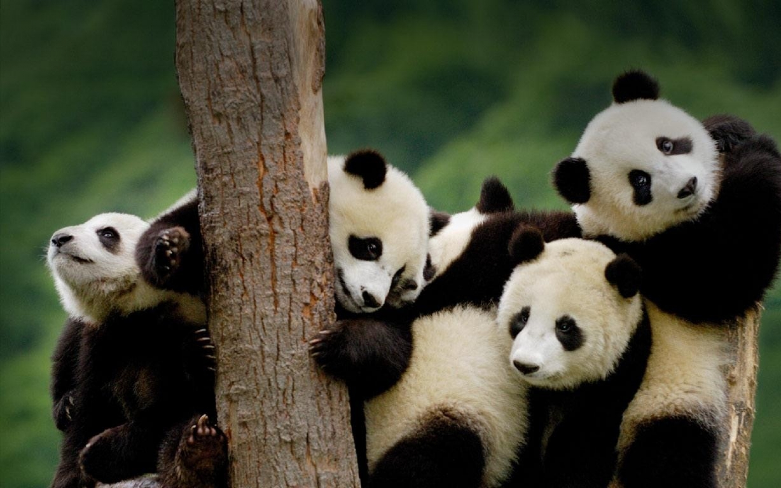 Funny Baby Panda Animal Picture - Group Panda Png , HD Wallpaper & Backgrounds