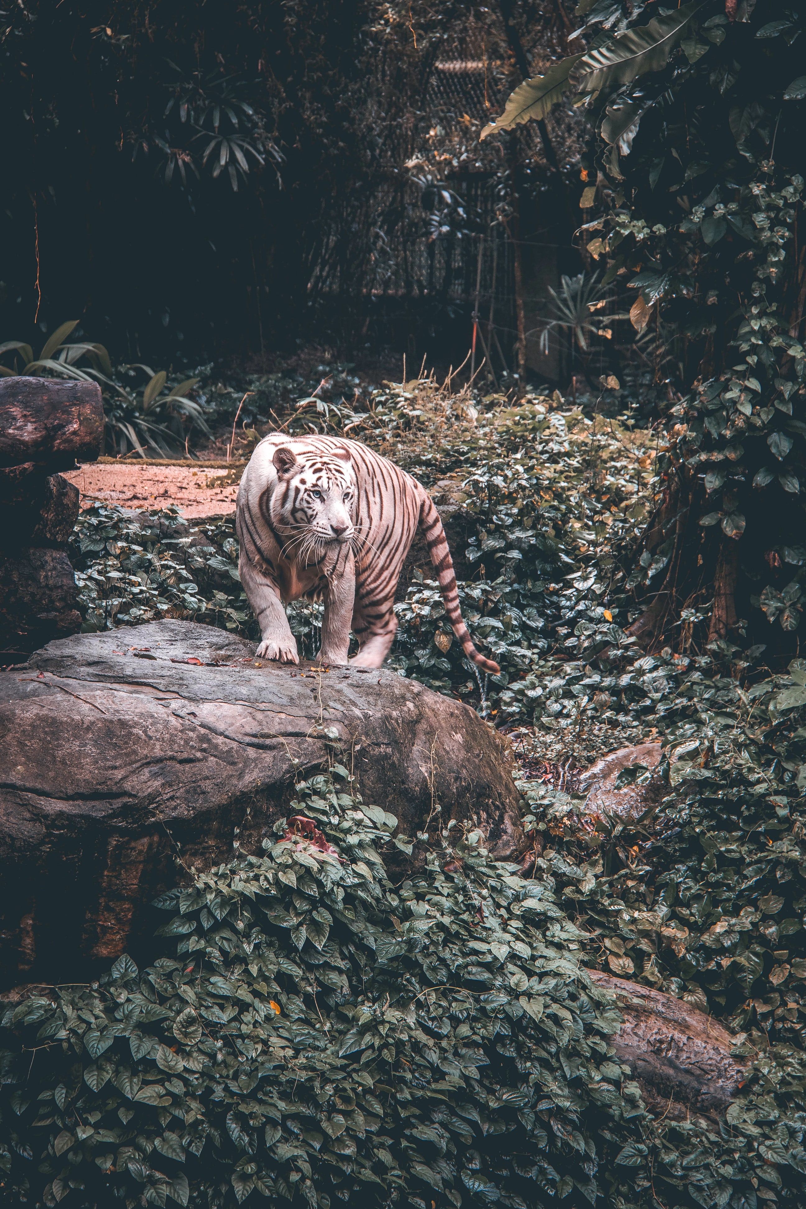 White Tiger Standing On Grey Stone Wild Animal Wallpaper, - Tipu Sultan Famous Quote , HD Wallpaper & Backgrounds