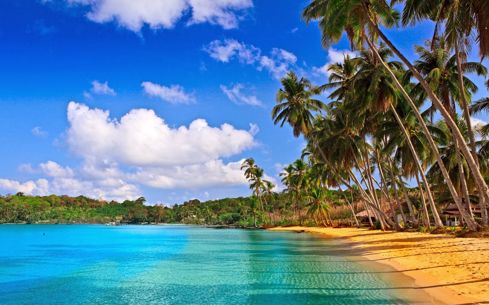 Coconut Tree Calangute Beach Goa Wallpaper - High Resolution Tropical Beach , HD Wallpaper & Backgrounds